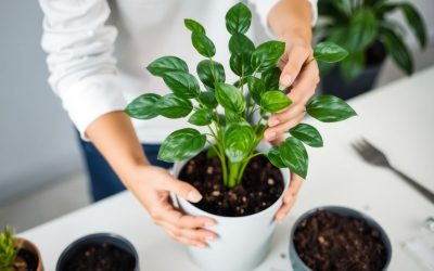 Rempoter une plante
