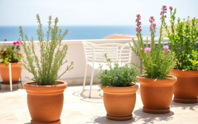 Les secrets des plantes aromatiques méditerranéennes : thym, romarin et bien plus